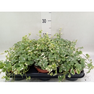 Glechoma hederacea 'Variegata'