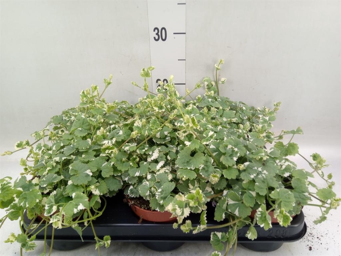<h4>Glechoma hederacea 'Variegata'</h4>