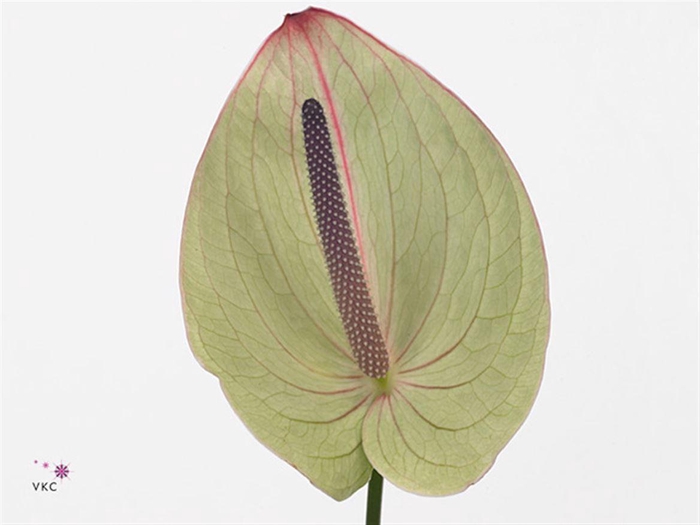 <h4>Anth A Silvia</h4>