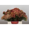 Kaaps Groen Red Brunia Medium