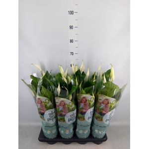 Spathiphyllum  'Sweet Ricardo'