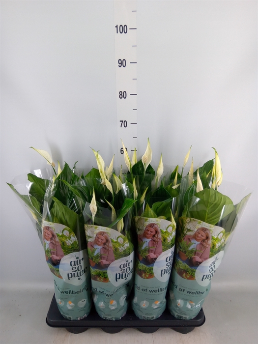 <h4>Spathiphyllum  'Sweet Ricardo'</h4>