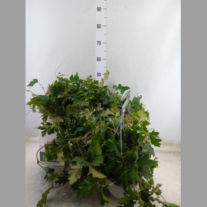 Cissus rhombifolia 'Ellen Danica'