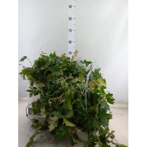 Cissus rhombifolia 'Ellen Danica'