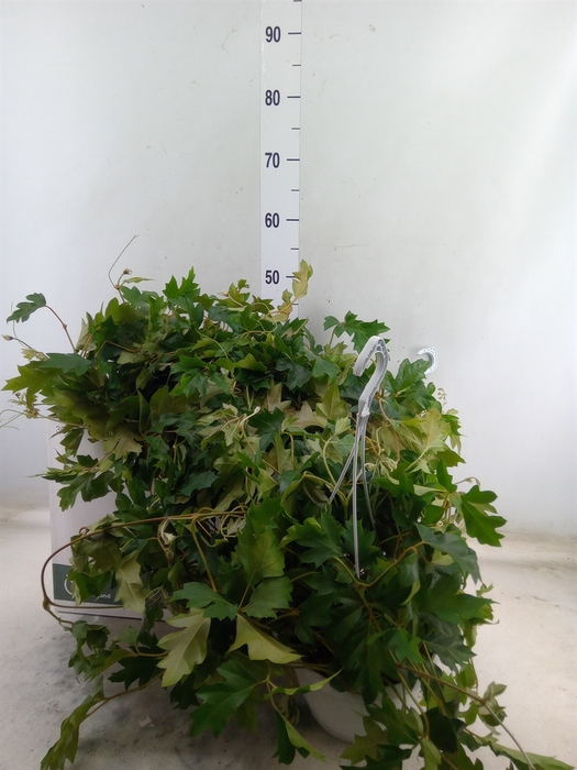 <h4>Cissus rhombifolia 'Ellen Danica'</h4>