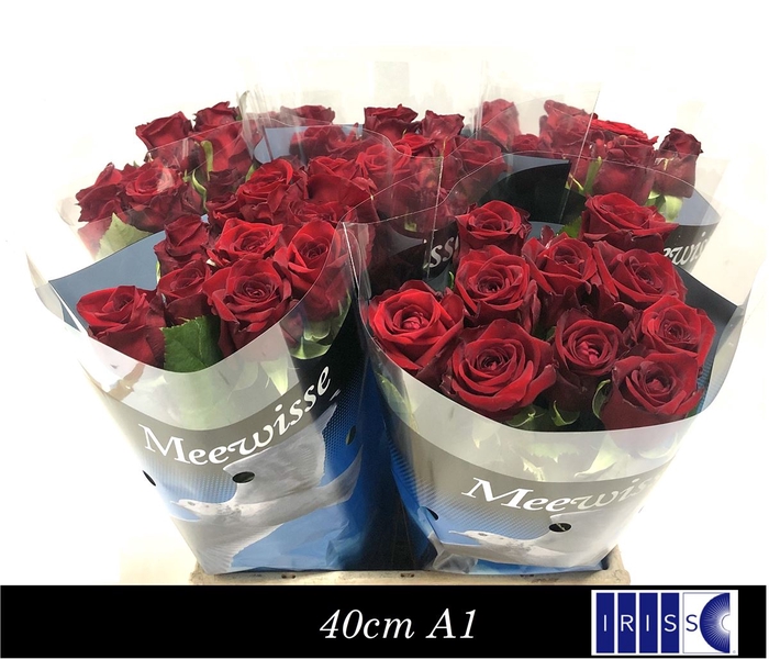 <h4>Rosa Gr Red Naomi!</h4>