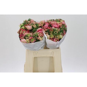 Anem Co Levante Pink