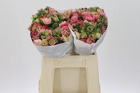 <h4>Anem Co Levante Pink</h4>