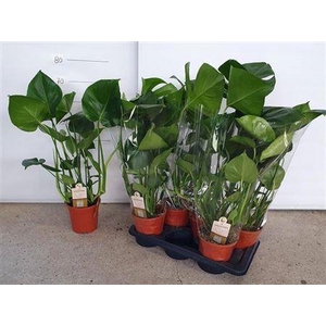 Monstera Deliciosa