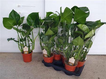 <h4>Monstera Deliciosa</h4>