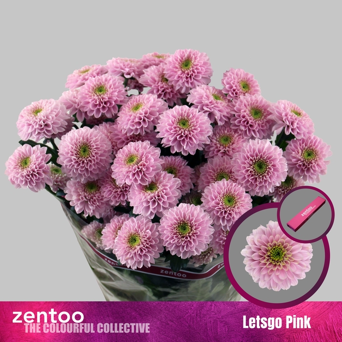 <h4>Chrysanthemum Indicum Grp tros Letsgo Pink</h4>