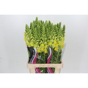 Antirrhinum Potomac Geel