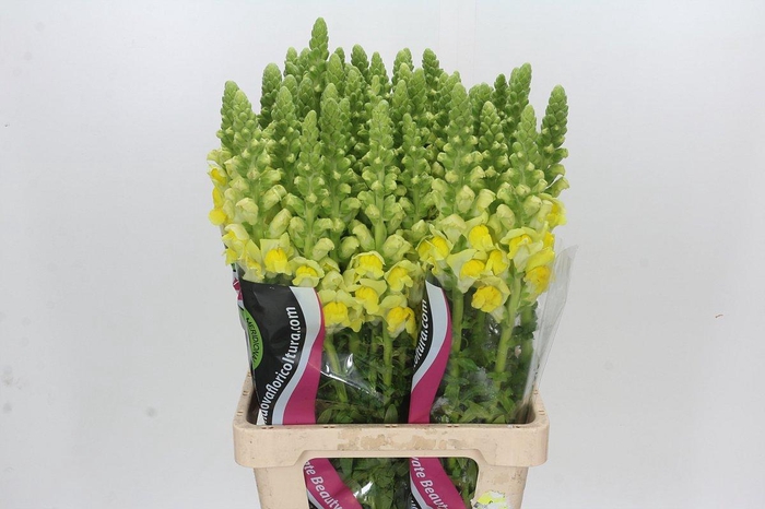 <h4>Antirrhinum Potomac Geel</h4>