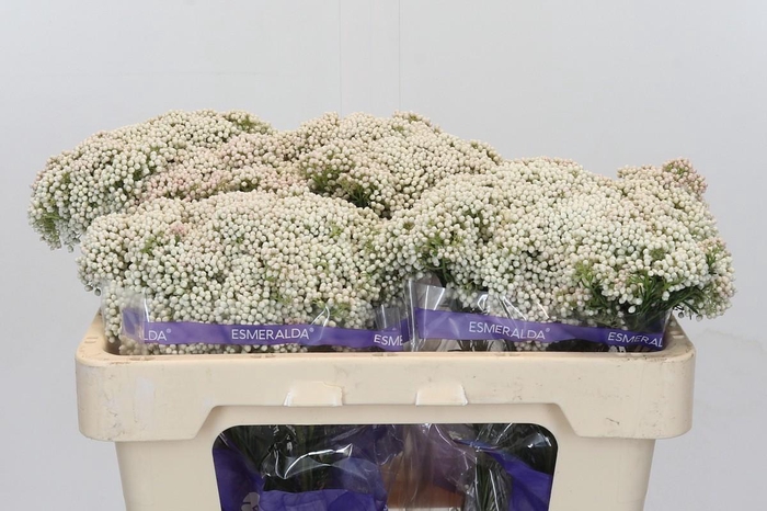 Ozothamnus Cooks Snow White