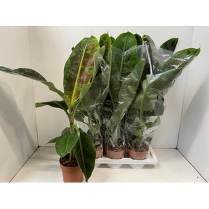 MUSA DWARF CAVENDISH