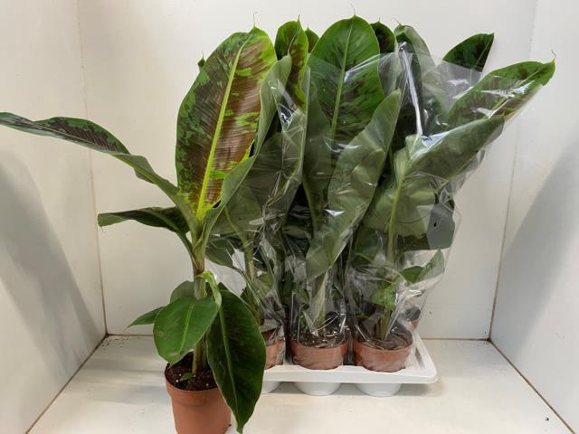 MUSA DWARF CAVENDISH