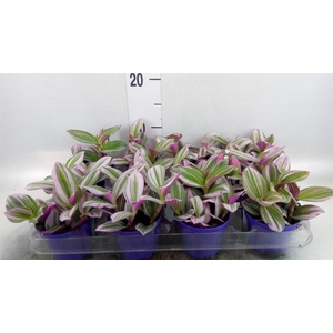 Tradescantia cerinth. 'Nanouk'