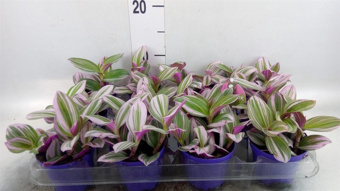 <h4>Tradescantia cerinth. 'Nanouk'</h4>