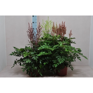 Astilbe   ...mix 4