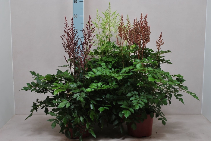 <h4>Astilbe   ...mix 4</h4>