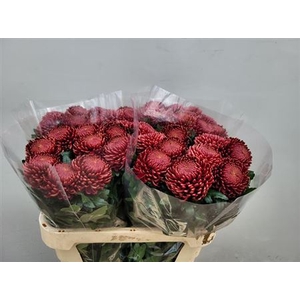 Chr G Bigoudi Red