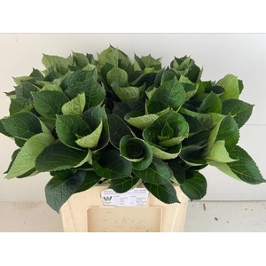 HYDR MACROPHYLL BLAD