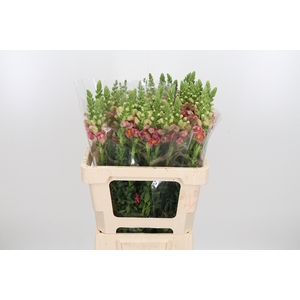 Antirrhinum Po D. Orange