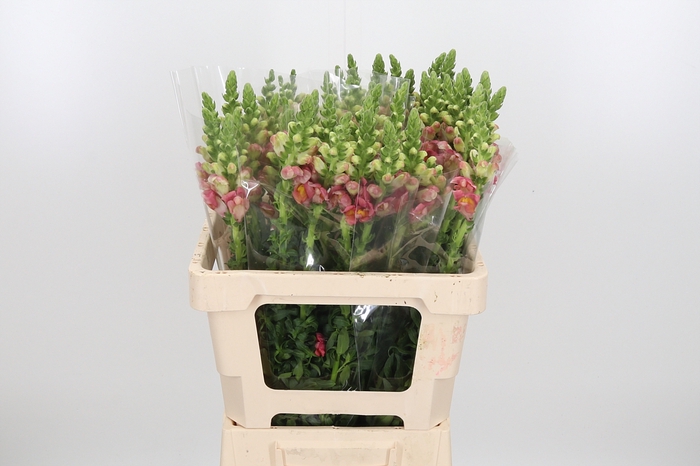 <h4>Antirrhinum Po D. Orange</h4>