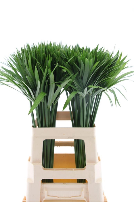 <h4>Cyperus Glaber</h4>