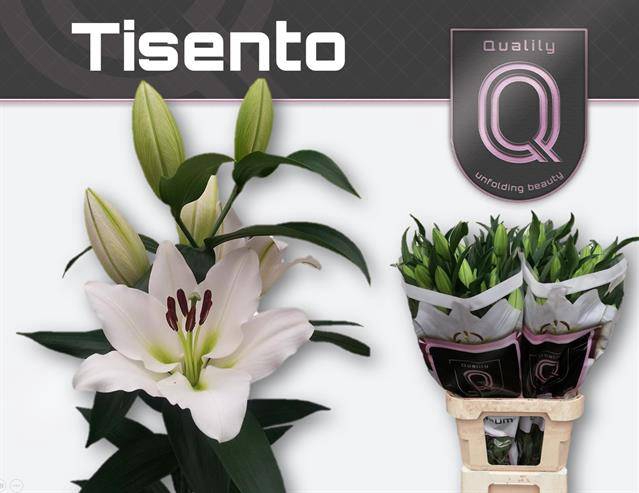 <h4>LI OT TISENTO</h4>