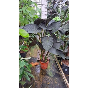 Alocasia Regal Shields bush XL 150