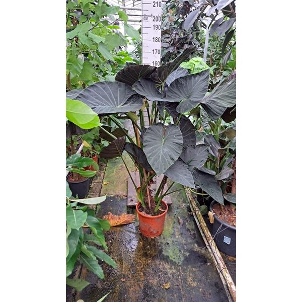 <h4>Alocasia Regal Shields bush XL 150</h4>