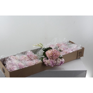 Hydr Pastel Pink Box