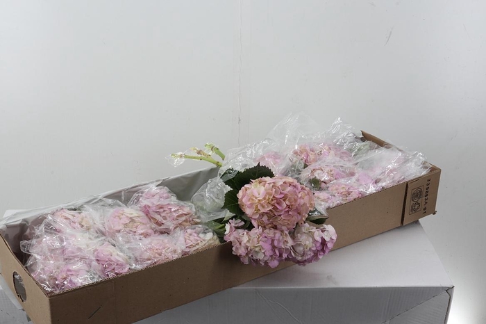 <h4>Hydr Pastel Pink Box</h4>