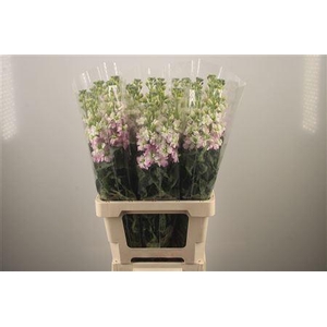 Matth Iron Artic Queen