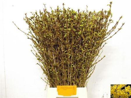 <h4>Forsy I Spectabilis</h4>