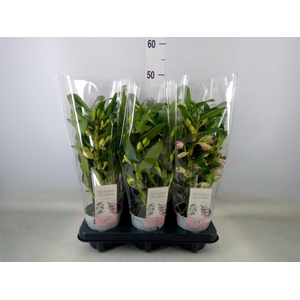 Dendrobium nob. 'SpringDre Pandora'