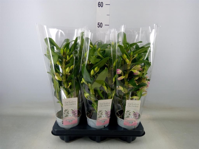<h4>Dendrobium nob. 'SpringDre Pandora'</h4>