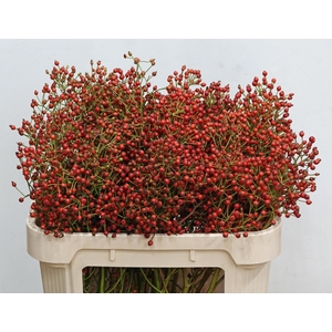 ROSA F AUTUMN SPLASH