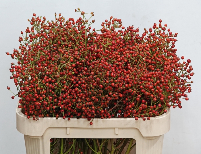 <h4>ROSA F AUTUMN SPLASH</h4>