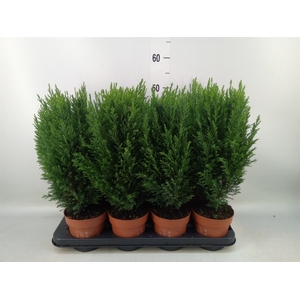 Chamaecyparis laws. 'Ellwoodii'