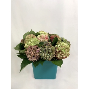 HYDRANGEAS AUTUMN II