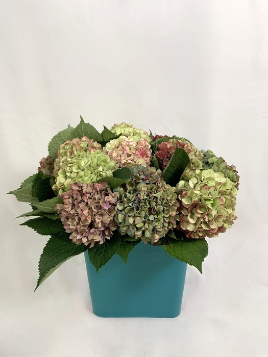 <h4>HYDRANGEAS AUTUMN II</h4>