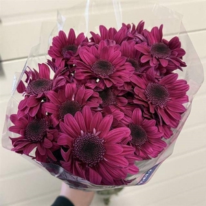 CHR T STRESA PURPLE