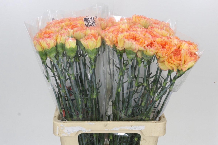 <h4>Dianthus St Rita</h4>