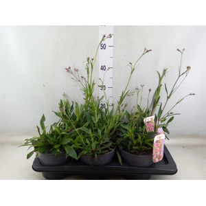 Lychnis   ...