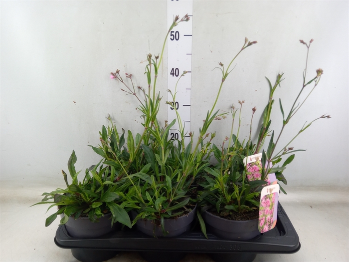 <h4>Lychnis   ...</h4>