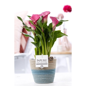 Zantedeschia pink in P&PURE Fashionpot Valerie