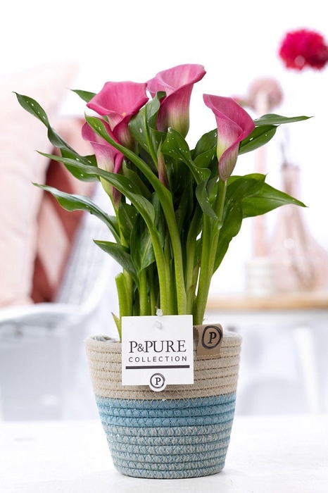 <h4>Zantedeschia pink in P&PURE Fashionpot Valerie</h4>