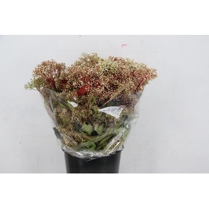 PHOTINIA RED ROBIN BLOEI 300GR